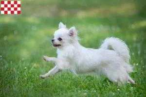 Mehr über den Artikel erfahren Chihuahua Züchter und Welpen in Nordbrabant