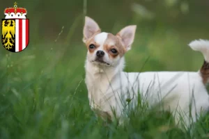 Mehr über den Artikel erfahren Chihuahua Züchter und Welpen in Oberösterreich