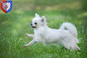 Mehr über den Artikel erfahren Chihuahua Züchter und Welpen in Pays de la Loire