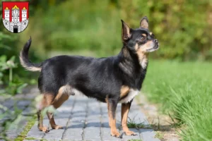 Mehr über den Artikel erfahren Chihuahua Züchter und Welpen in Salzburg