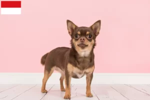 Mehr über den Artikel erfahren Chihuahua Züchter und Welpen in Wien