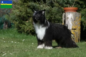 Mehr über den Artikel erfahren Chinese Crested Dog Züchter und Welpen in Flevoland