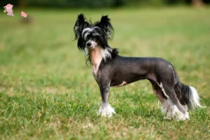 Mehr über den Artikel erfahren Chinese Crested Dog Züchter und Welpen in Hovedstaden