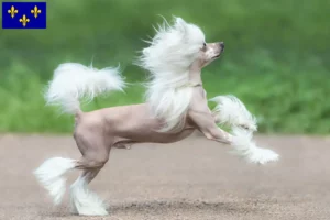 Mehr über den Artikel erfahren Chinese Crested Dog Züchter und Welpen in Île-de-France