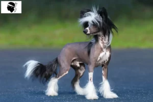 Mehr über den Artikel erfahren Chinese Crested Dog Züchter und Welpen auf Korsika