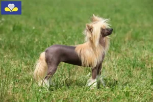 Mehr über den Artikel erfahren Chinese Crested Dog Züchter und Welpen in Region Brüssel-Hauptstadt