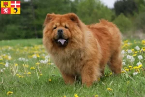 Mehr über den Artikel erfahren Chow-Chow Züchter und Welpen in Auvergne-Rhône-Alpes