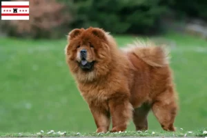 Mehr über den Artikel erfahren Chow-Chow Züchter und Welpen in Drenthe