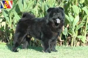 Mehr über den Artikel erfahren Chow-Chow Züchter und Welpen in Grand Est