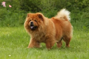 Mehr über den Artikel erfahren Chow-Chow Züchter und Welpen in Hovedstaden