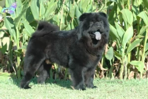 Mehr über den Artikel erfahren Chow-Chow Züchter und Welpen in Nordjylland