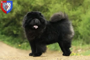 Mehr über den Artikel erfahren Chow-Chow Züchter und Welpen in Pays de la Loire