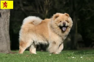 Mehr über den Artikel erfahren Chow-Chow Züchter und Welpen in Südholland