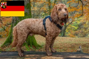 Mehr über den Artikel erfahren Cockapoo Züchter und Welpen in Rheinland-Pfalz