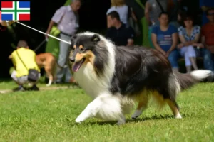 Mehr über den Artikel erfahren Collie Züchter und Welpen in Groningen