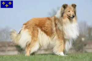 Mehr über den Artikel erfahren Collie Züchter und Welpen in Île-de-France