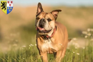 Mehr über den Artikel erfahren Continental Bulldog Züchter und Welpen in Hauts-de-France