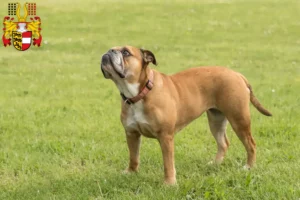 Mehr über den Artikel erfahren Continental Bulldog Züchter und Welpen in Kärnten