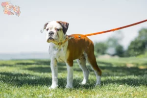 Mehr über den Artikel erfahren Continental Bulldog Züchter und Welpen in Syddanmark