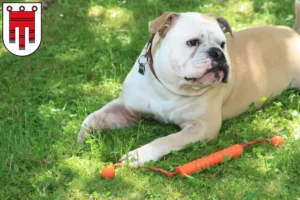 Mehr über den Artikel erfahren Continental Bulldog Züchter und Welpen in Vorarlberg