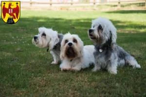 Mehr über den Artikel erfahren Dandie Dinmont Terrier Züchter und Welpen im Burgenland