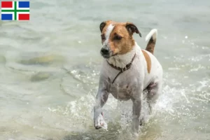 Mehr über den Artikel erfahren Danish-Swedish Farmdog Züchter und Welpen in Groningen