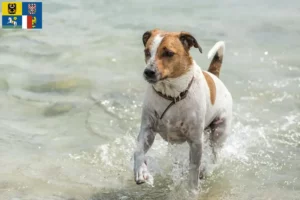 Mehr über den Artikel erfahren Danish-Swedish Farmdog Züchter und Welpen in Mähren-Schlesien