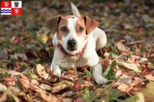 Mehr über den Artikel erfahren Danish-Swedish Farmdog Züchter und Welpen in Mittelböhmen