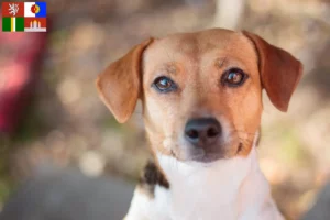 Mehr über den Artikel erfahren Danish-Swedish Farmdog Züchter und Welpen in Südböhmen