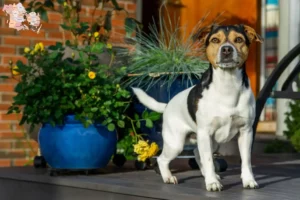 Mehr über den Artikel erfahren Danish-Swedish Farmdog Züchter und Welpen in Syddanmark