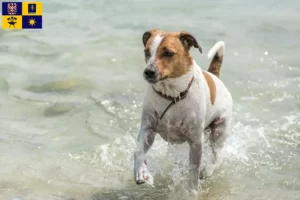 Mehr über den Artikel erfahren Danish-Swedish Farmdog Züchter und Welpen in Zlín