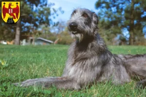 Mehr über den Artikel erfahren Deerhound Züchter und Welpen im Burgenland