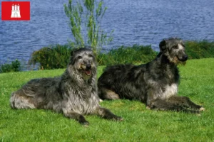 Mehr über den Artikel erfahren Deerhound Züchter und Welpen in Hamburg