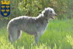 Mehr über den Artikel erfahren Deerhound Züchter und Welpen in Niederösterreich