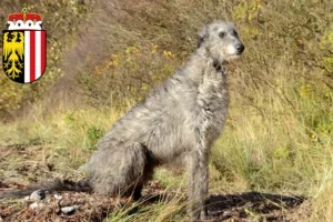 Mehr über den Artikel erfahren Deerhound Züchter und Welpen in Oberösterreich