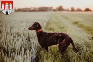 Mehr über den Artikel erfahren Deerhound Züchter und Welpen in Salzburg