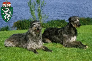 Mehr über den Artikel erfahren Deerhound Züchter und Welpen in der Steiermark