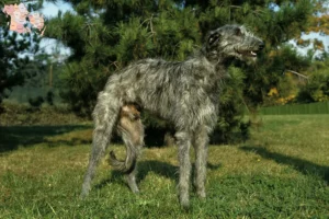 Mehr über den Artikel erfahren Deerhound Züchter und Welpen in Syddanmark