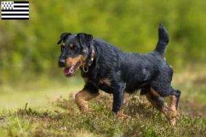 Mehr über den Artikel erfahren Deutscher Jagdterrier Züchter und Welpen in der Bretagne