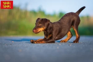 Mehr über den Artikel erfahren Deutscher Jagdterrier Züchter und Welpen in der Normandie