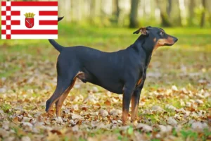 Mehr über den Artikel erfahren Deutscher Pinscher Züchter und Welpen in Bremen