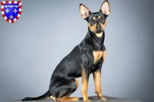 Mehr über den Artikel erfahren Deutscher Pinscher Züchter und Welpen in Centre-Val de Loire