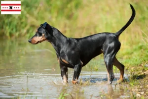 Mehr über den Artikel erfahren Deutscher Pinscher Züchter und Welpen in Drenthe