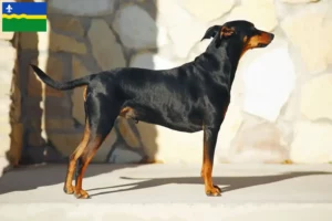 Mehr über den Artikel erfahren Deutscher Pinscher Züchter und Welpen in Flevoland