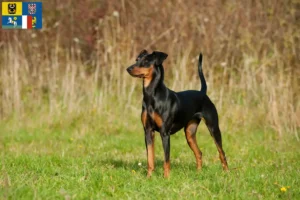 Mehr über den Artikel erfahren Deutscher Pinscher Züchter und Welpen in Mähren-Schlesien