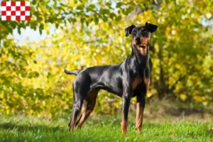 Mehr über den Artikel erfahren Deutscher Pinscher Züchter und Welpen in Nordbrabant