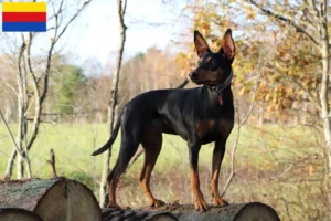 Mehr über den Artikel erfahren Deutscher Pinscher Züchter und Welpen in Nordholland