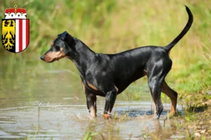 Mehr über den Artikel erfahren Deutscher Pinscher Züchter und Welpen in Oberösterreich