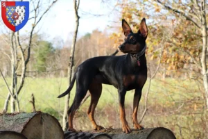 Mehr über den Artikel erfahren Deutscher Pinscher Züchter und Welpen in Pays de la Loire