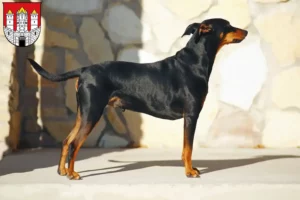 Mehr über den Artikel erfahren Deutscher Pinscher Züchter und Welpen in Salzburg